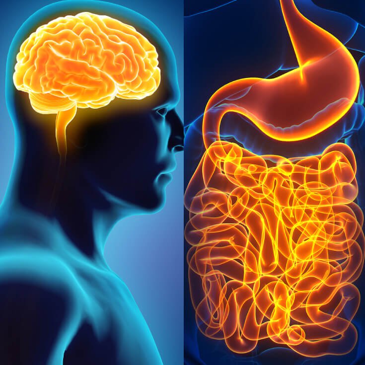 the gut and brain work together